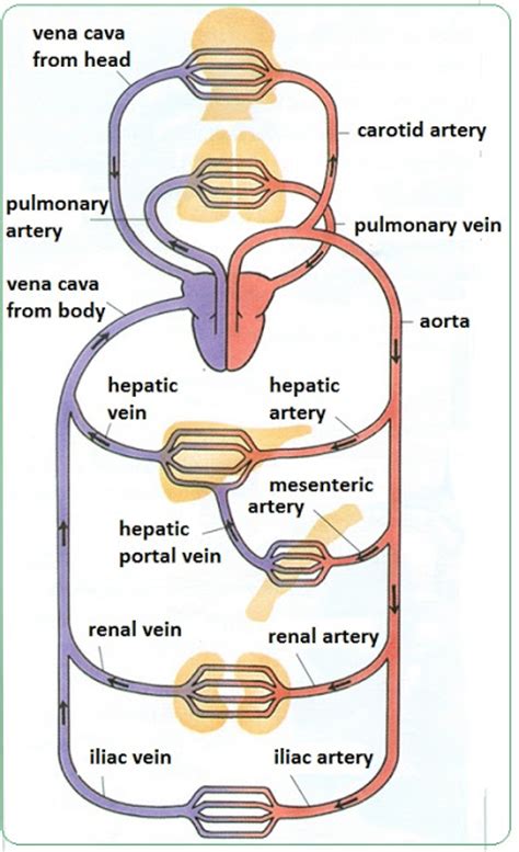 Superior and inferior vena cavae. # 72 Arteries, veins and capillaries - structure and functions | Biology Notes for IGCSE 2014