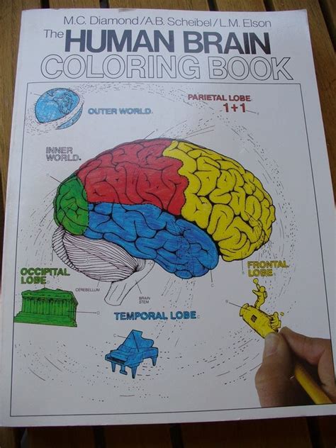 Human Brain Coloring Book By Tomswifties On Etsy