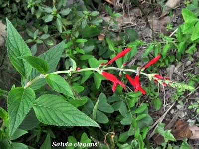 La polpa non presenta semi ed è di colore rosso. Fiori e foglie