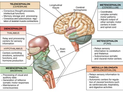 Brain Anatomy And Function Nervous System Anatomy Brain Age Pseudo