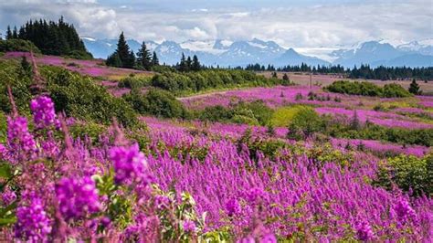 Fireweed In Homer Alaska Credit Serguishannan Photography Natural