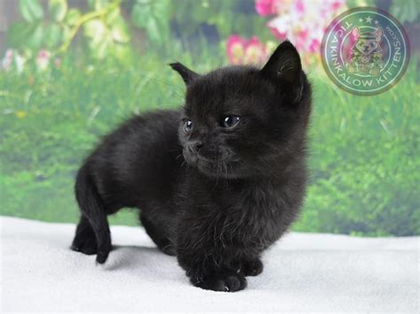 See more of gokitty.com kittens for sale & adoption on facebook. Liam - Munchkin Kitten for sale in Las Vegas, Nevada | Cat ...