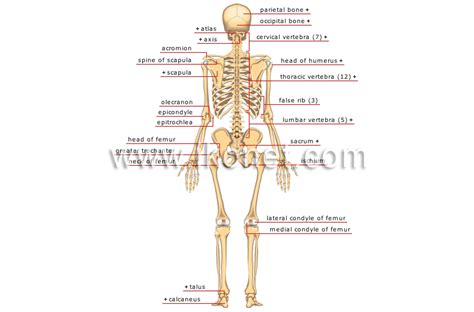 Human Major Muscles Anterior Posterior View Diagram Q