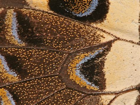 Filebutterfly Wing Close Up Wikipedia