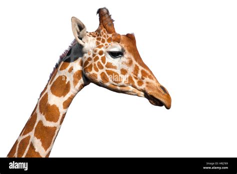 Giraffe Mouth Open Cut Out Stock Images And Pictures Alamy