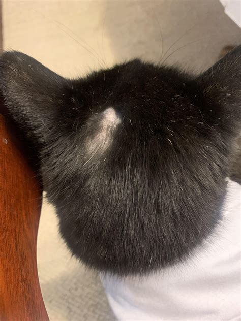 My Cat Has A Bald Spot And It Has Been Getting Bigger What Could It Be