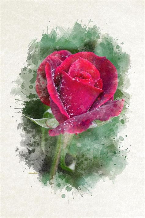 Red Rose Watercolor Art Art Print By Christina Rollo Watercolor Rose