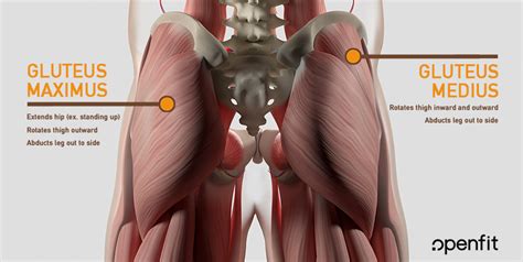 Flexión of thigh at hip. Butt Anatomy: Gluteal Muscles and How to Build 'Em | Openfit