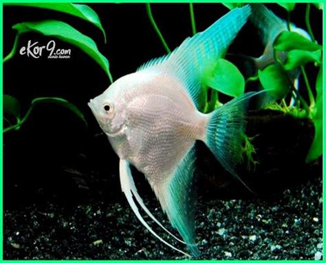 Jual beli online aman dan nyaman hanya di tokopedia. Ikan Manfish si Angelfish, Ikan Bidadari Air Tawar - Ekor9.com