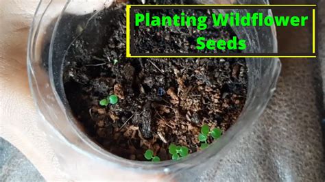 Wildflower Planting Wildflower Seeds Uk Youtube