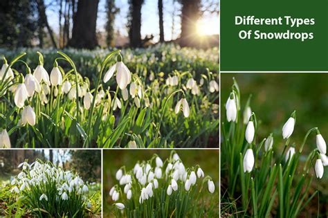 Snowdrops Varieties What Sets Different Types Of Snowdrops Apart