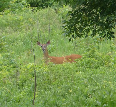 Deer Spotted In The Prserve Friends Of The Lakeshore Nature Preserve