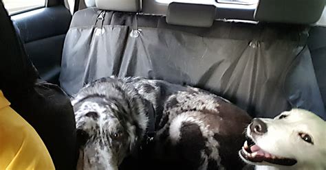 Not only does it cling to linoleum surfaces, it stubbornly sticks to automotive this video from a car detailing company, shares a few different tools and methods on the best ways on how to remove pet hair from the inside of your car. How to Remove Dog Hair From a Car GUIDE - Woof Whiskers