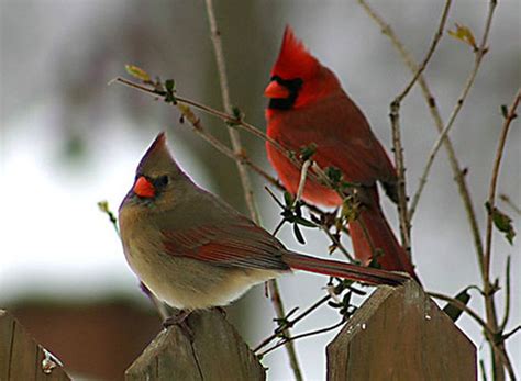 Pair Of Cardinals Flickr Photo Sharing