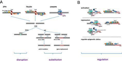 Crispr Vs Talen Science Based Medicine