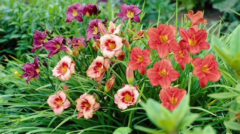 Robertas 6 Piece Huge Scentsational Reblooming Daylilies On Qvc Youtube