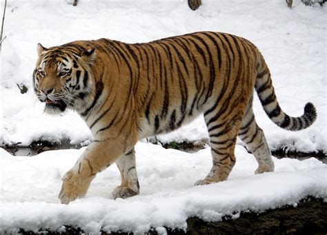 Siberian Tiger Facts Cubs Habitat Diet Adaptations