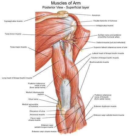 Three of them are located in the anterior compartment — the biceps brachii, brachialis, and coracobrachialis, while the forth is located in the posterior compartment — the triceps brachii). Muscles Of Arm Posterior View