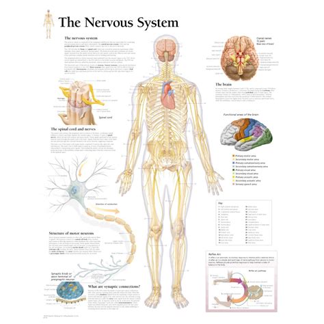Scientific Publishing The Nervous System Chart