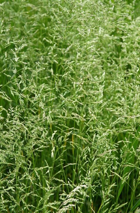 The Tall Fescue Stock Image Image Of Background Plants 93279581