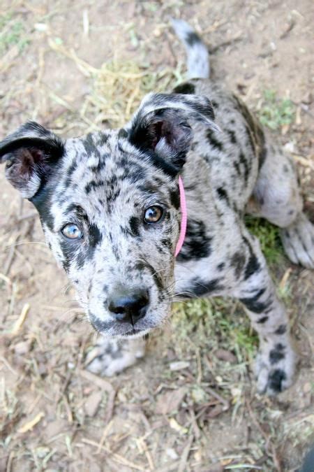 Pin on louisiana catahoula leopard mixed dogs & hybrid puppies. Catahoula Leopard Dog Info & Pictures | FallinPets