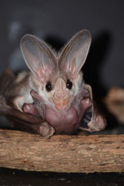 In Photos Australias Elusive Ghost Bat Zooborns Earth Touch News