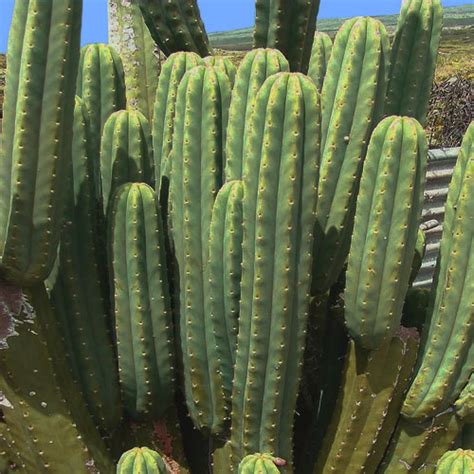 First, we should discuss the numerous growth stages of the cacti and how long it takes them to grow. Cactus Removal Mesa - Phoenix Trim A Tree