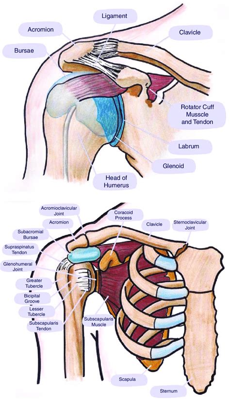 Diagram Of Shoulder Joint Anatomy Of The Shoulder Joint Stock Vector