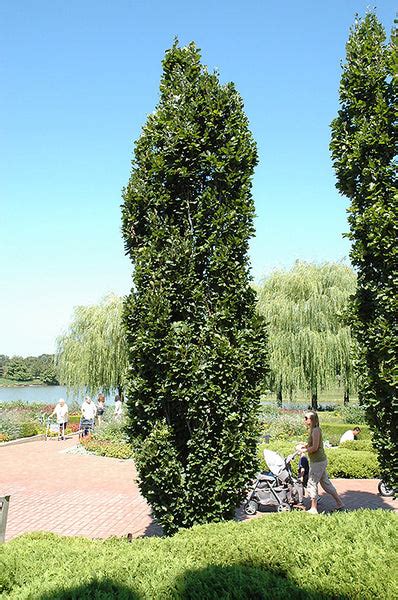 Pyramidal Cedar Thuja Occidentalis Fastigiata