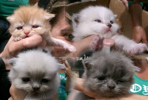 Gatinhos Bebês Fofos Cats Kittens Animals