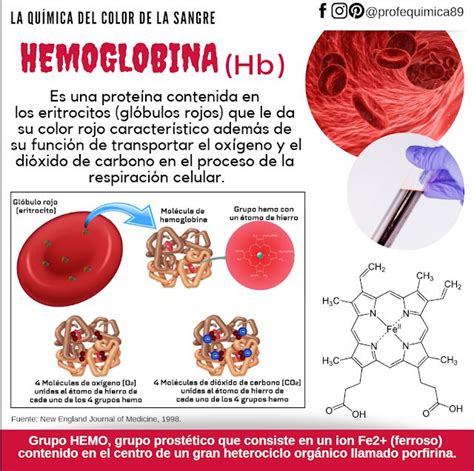 Profequ Mica Hemoglobina Hemoglobina Eritrocitos Respiracion Celular The Best Porn Website