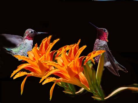 Day Lily And Humming Birds Smithsonian Photo Contest Smithsonian