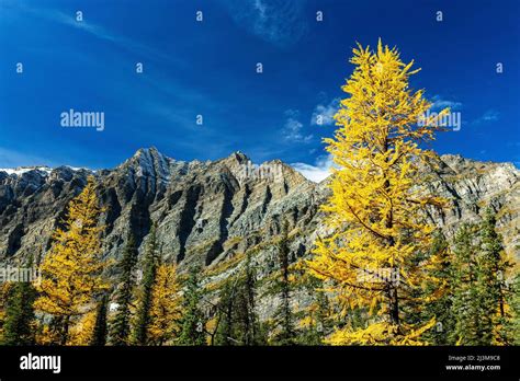 Yellow Larch Trees With Mountain Range Blue Sky And Clouds In The