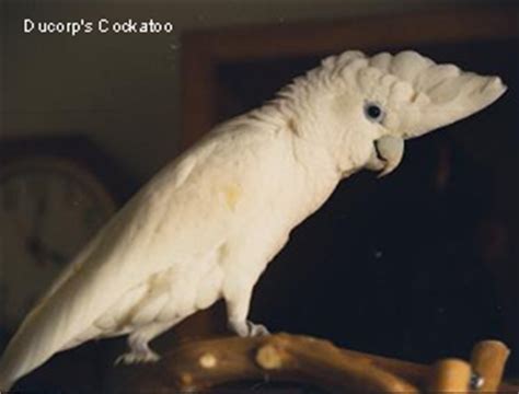 Fotos und illustrationen zum thema goffin finden! Ducorp's Cockatoos aka Ducorps Cockatoos aka Solomon ...