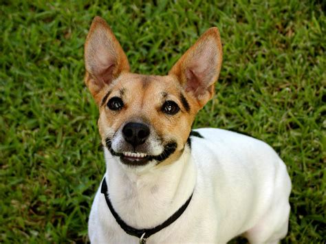 The 18 Greatest Dog Smiles Ever