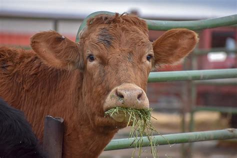 Cow Eating Hay Photograph By Riley Bradford Fine Art America