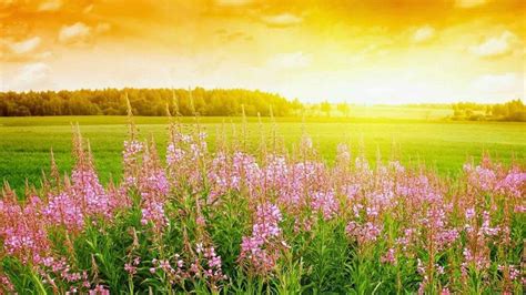 Plants With Flowers Grass Field During Sunset With