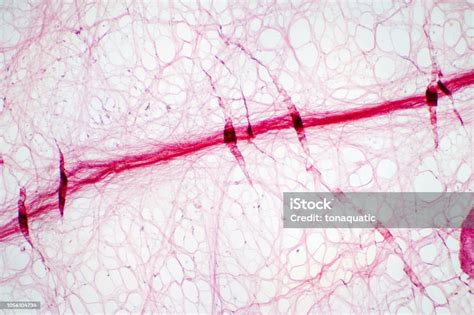 Areolar Connective Tissue Under The Microscope View Histological For
