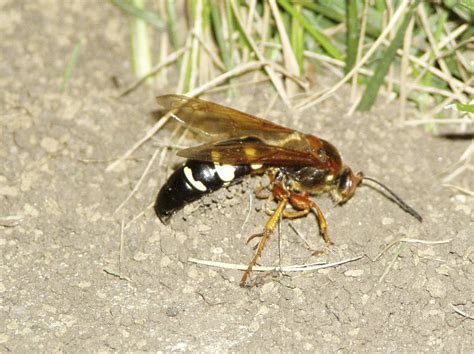 The Cicada Killer Wasp Davintosh