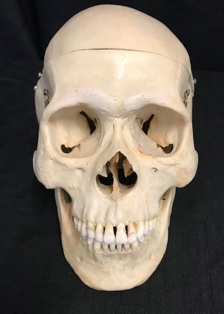 Real Human Skulls For Sale The Bone Room