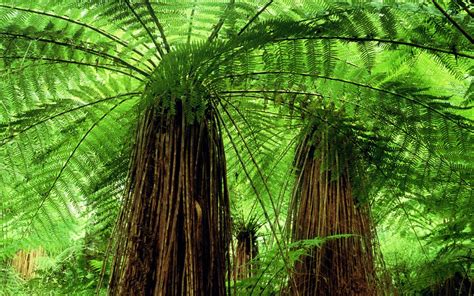 New Zealand Tree Ferns Wish They Would Grow In Tennessee Natural