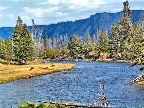 Madison River Wyoming