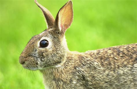 Free Photo Cottontail Rabbit Animal Cotton Nature Free Download