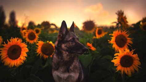 Dog German Shepherd In Sunflower Field Hd Dog Wallpapers Hd