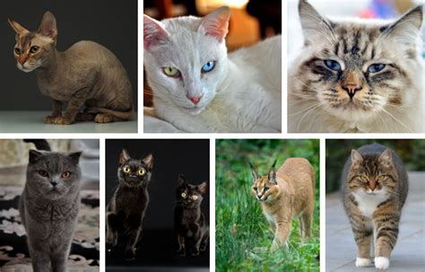 The 10 Rarest Cat Breeds In The World All Cats Connected