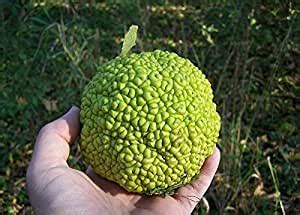 The plant is also known as osage orange and can grow as either a tree or a shrub. Amazon.com : 10 HEDGE APPLE SEEDS Osage Orange Horse Apple ...