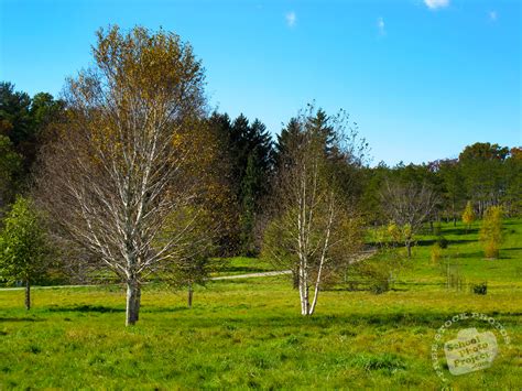 Free Birch Trees Photo Fall Foliage Picture Tranquil Panorama Image