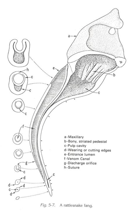Anatomy Of Venomous Snakes