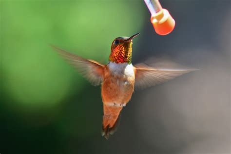 Rufous Hummingbird Migration All You Need To Know Birds Fact