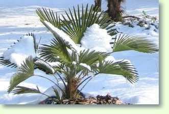 Sie benötigen nur recht wenig wasser und überstehen deshalb auch mal eine durststrecke, etwa während. Winterharte Palmen im Garten pflanzen - Pflanzenfreunde
